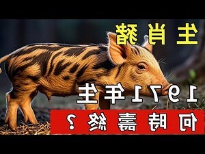 辛亥豬年 1971